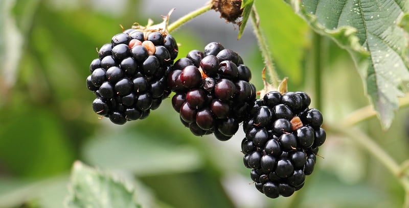 Edible Garden Choices