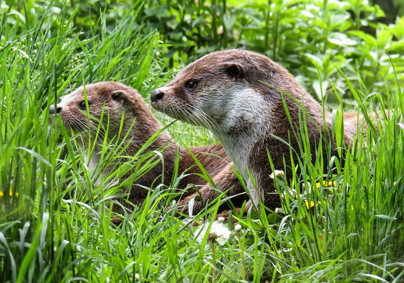 Low-Maintenance Species