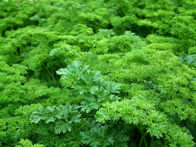 Green Space