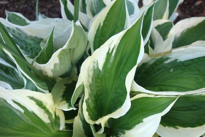 Hosta Plant