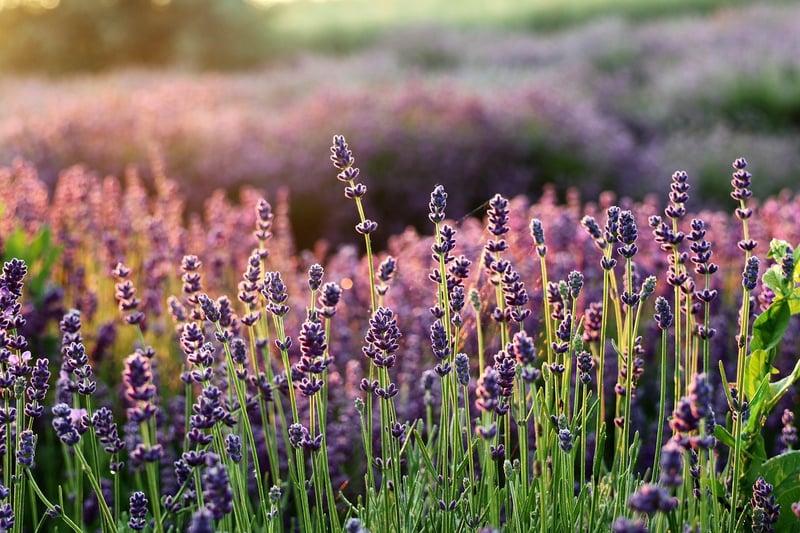 Fertilizing Methods