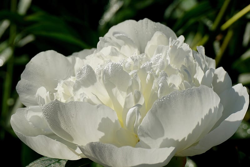 Peony Flower